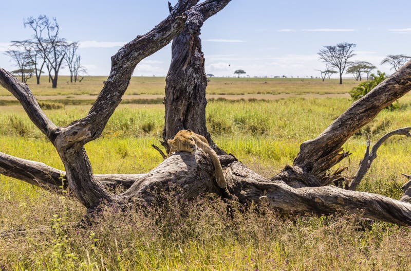 Lion de sommeil sur un grand arbre mort au soleil photographie stock Lion de sommeil sur un grand arbre mort au soleil photographie stock