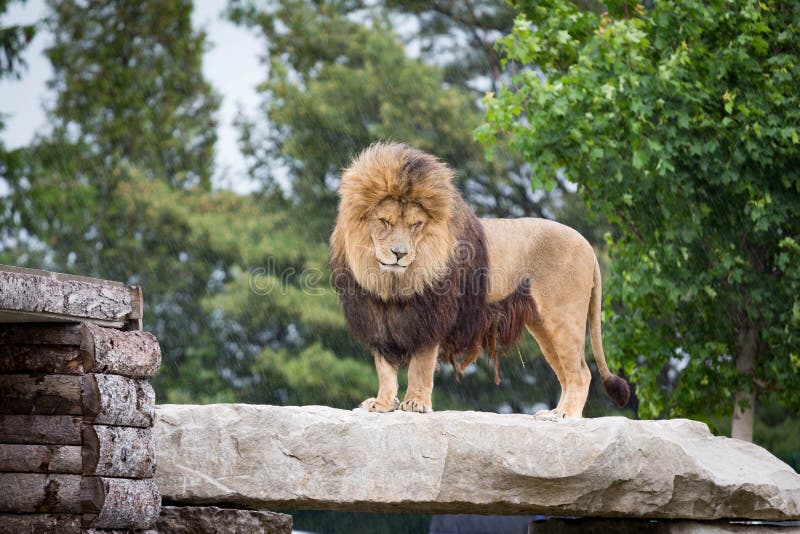 Lion in Den stock image. Image of mane, looking, wildcat 4782371