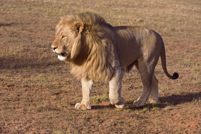 Lion in Desert stock image. Image of big5, park, horizontal 10280099