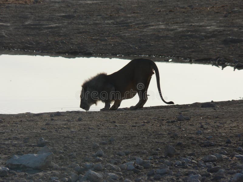 Lion drinking at waterhole royalty free stock images Lion drinking at waterhole royalty free stock images