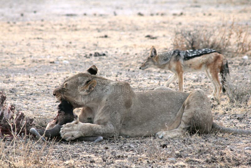 Lion Eating en Namibia foto de archivo