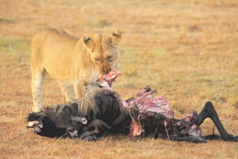 lions eating prey lions eating prey