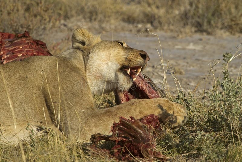 Lion eating on a Zebra carcass