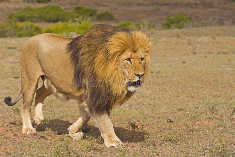 Lion Enforcer