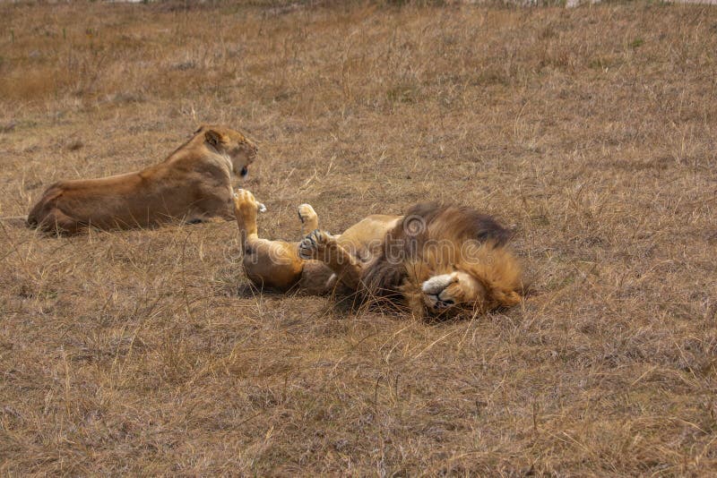 Lion et lionne détendant dans l'herbe sèche de plaine photo libre de droits Lion et lionne détendant dans l'herbe sèche de plaine photo libre de droits