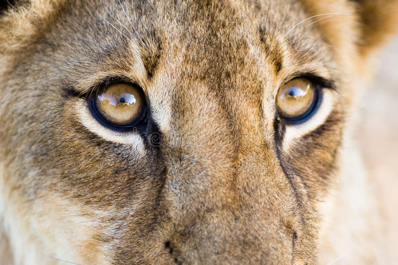 Lion eyes stock photo. Image of large, eyes, horizontal 22160208