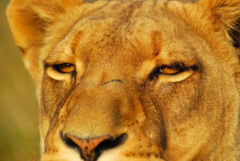 Lion eyes stock image. Image of expressive, attentive 6521435