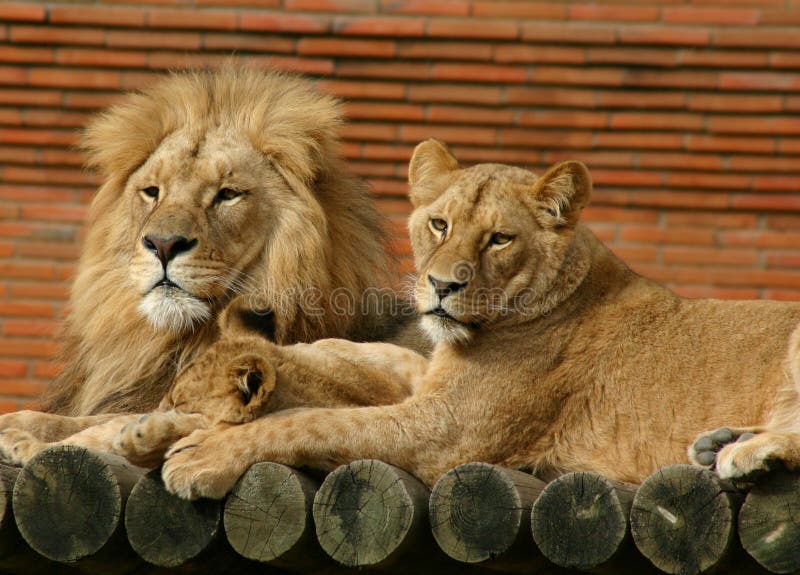 Lion Family stock image. Image of feeding, relatives, animal 1492249