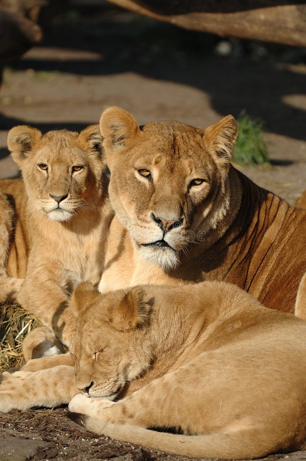 Lion family