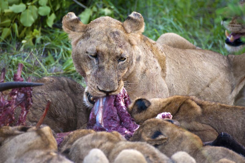 Lion family