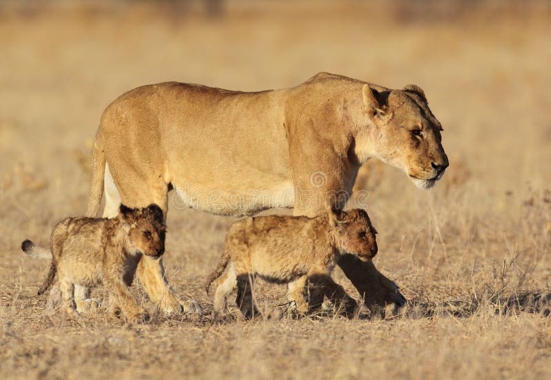 Lion family in golden sunrise light