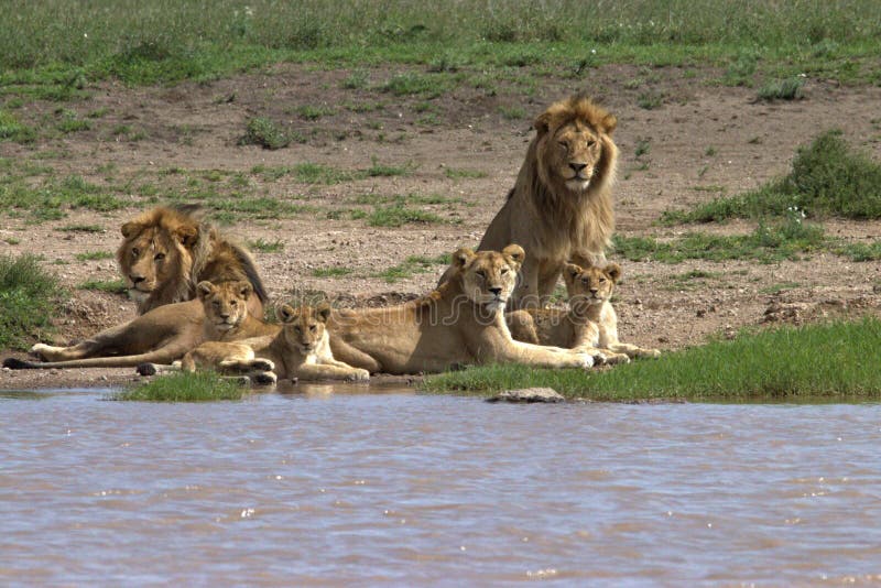 Lion, Family, Serengeti Plains, Tanzania, Africa