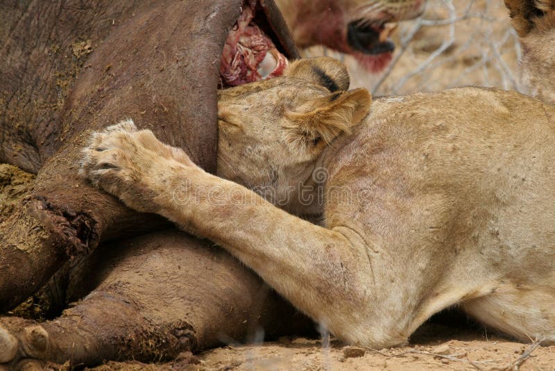 Lion feasting on buffalo