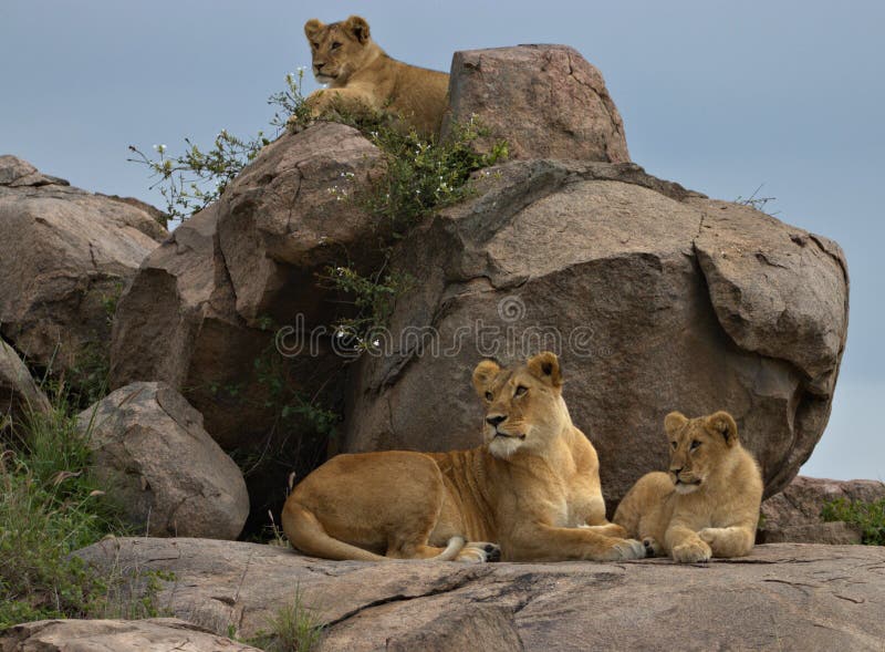 Lion, Female, Cubs, Serengeti Plains, Tanzania, Africa