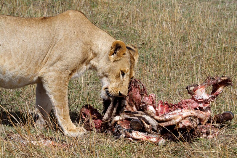 Lion female eating zebra, Masai Mare, Kenya