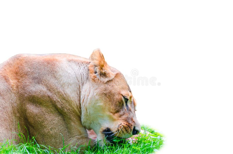 Lion royalty free stock photos Lion royalty free stock photos