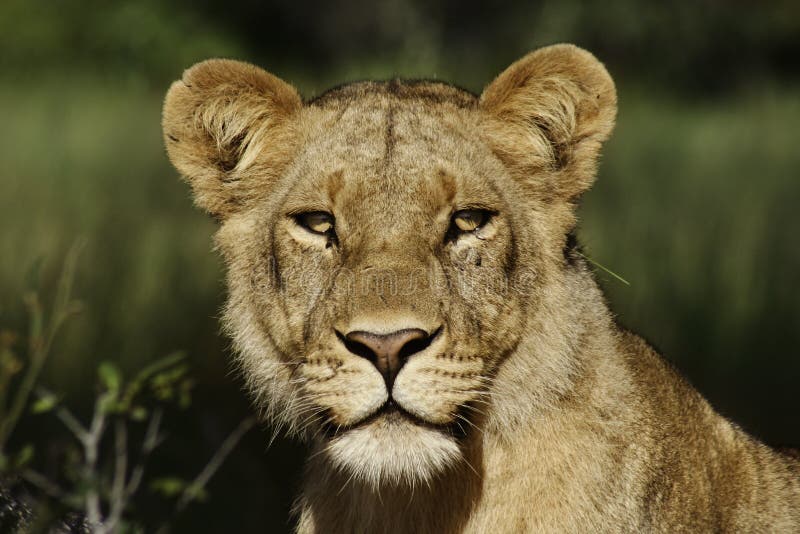 Lion female portrait, Botswana stock image Lion female portrait, Botswana stock image