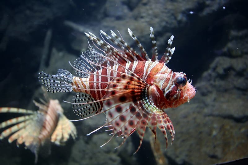 Lion Fish