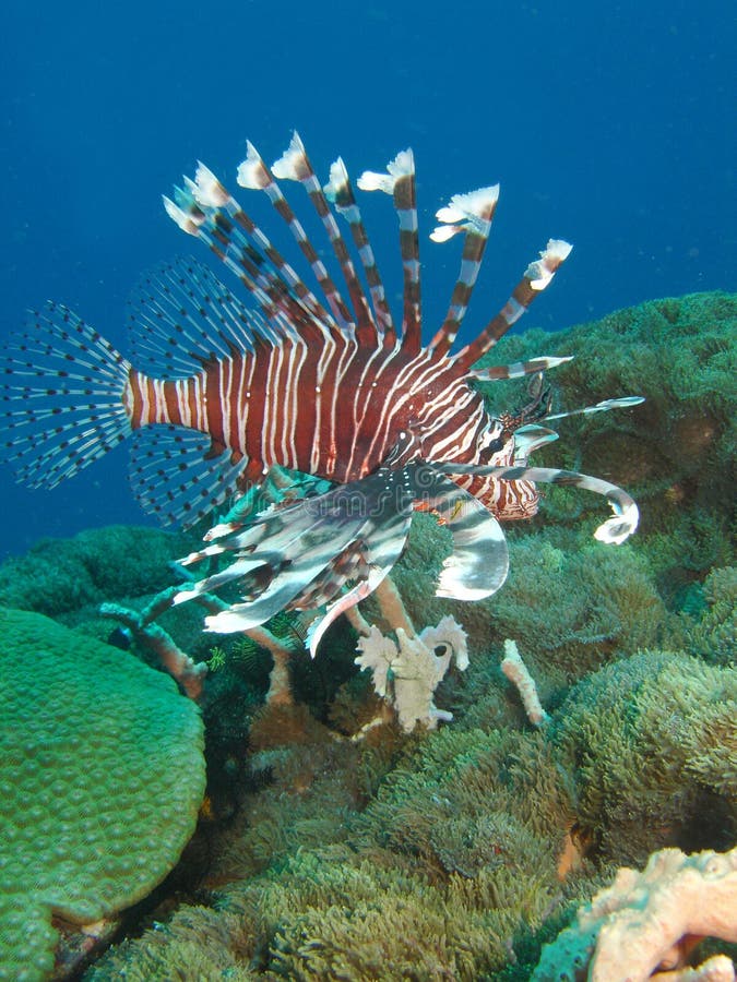 Lion Fish