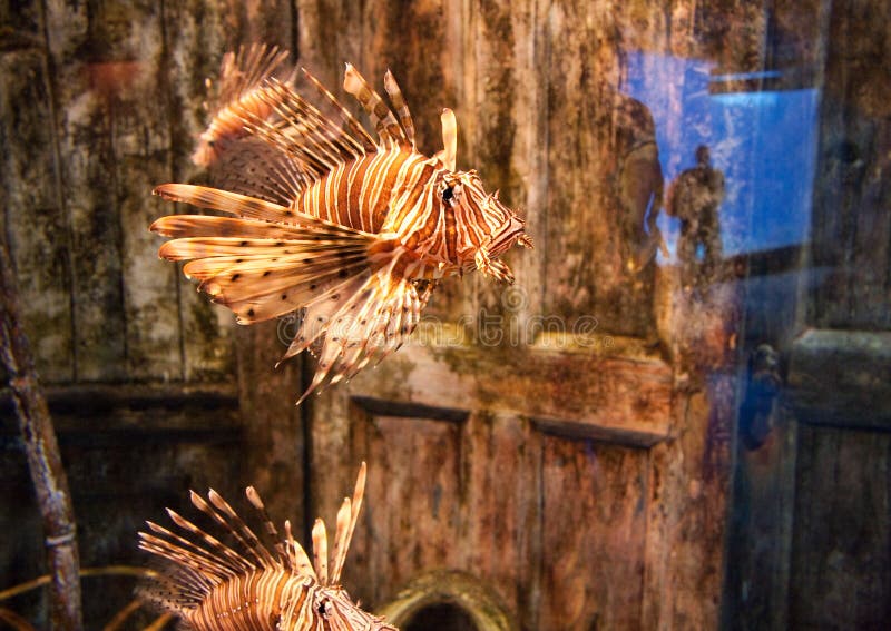 Lion fish aquarium royalty free stock image