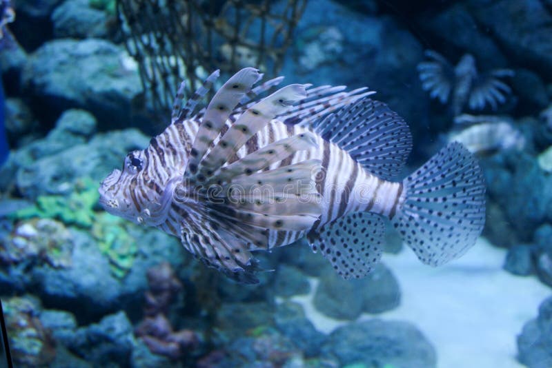 Lion fish,aquarium fish royalty free stock photo