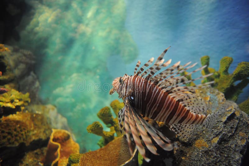 Lion fish in the aquarium. stock photo