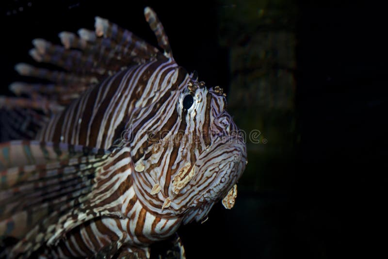 Lion fish in aquarium royalty free stock image