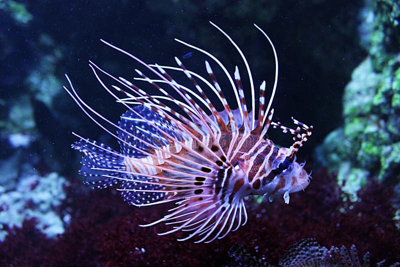 Lion fish in aquarium stock images