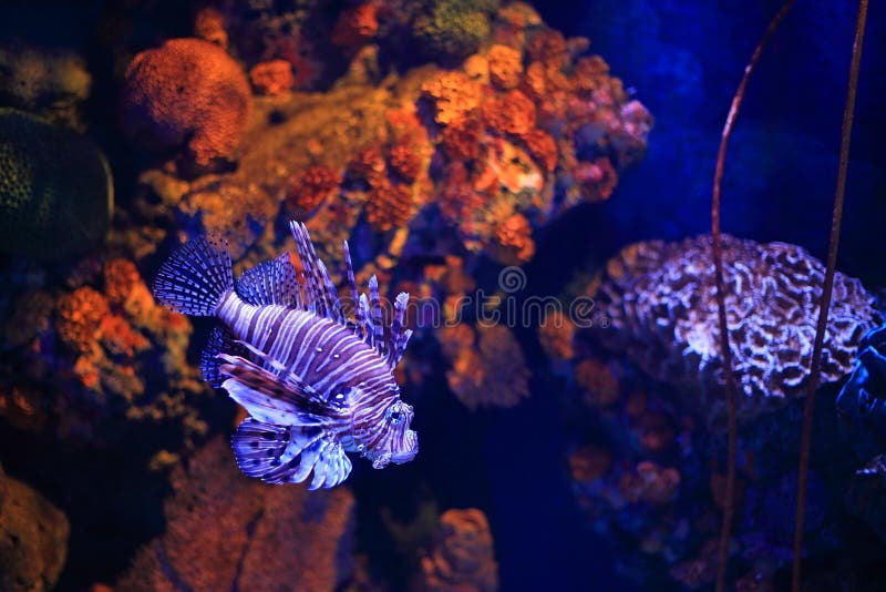 Lion fish in aquarium royalty free stock photography