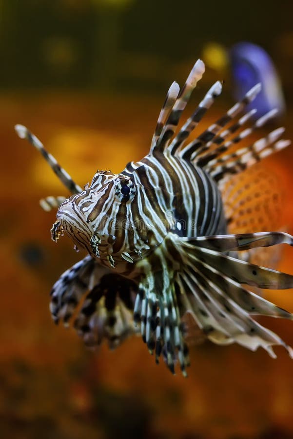 Lion fish in aquarium stock image