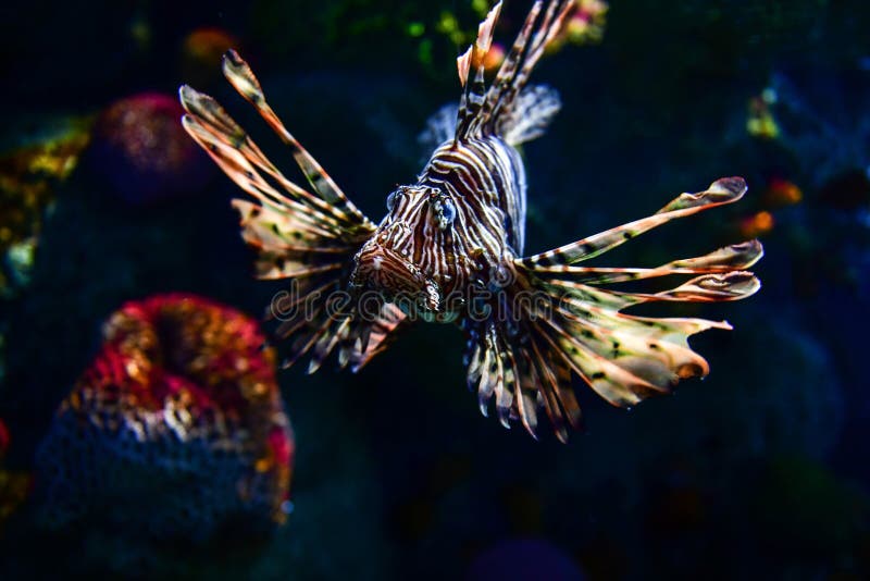 Lion fish in aquarium tank royalty free stock photos Lion fish in aquarium tank royalty free stock photos