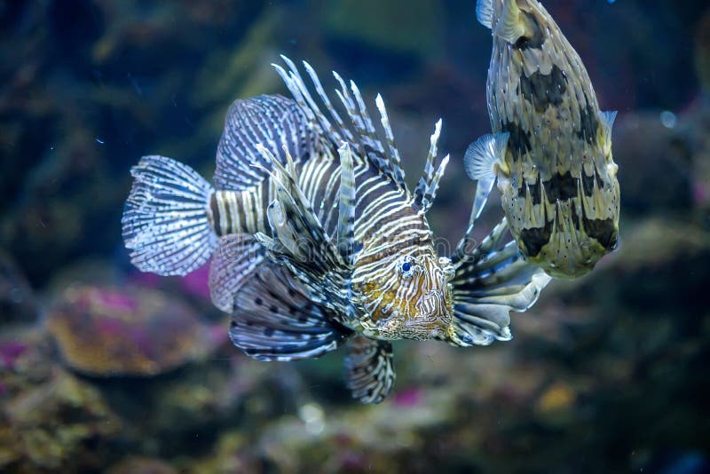 Lion fish and baloon fish in marine aquarium stock photos