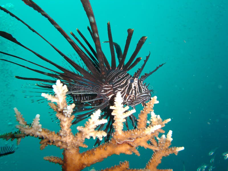 Lion Fish on Coral