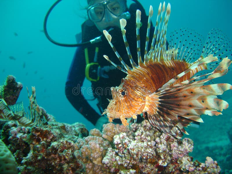 Lion Fish with Diver