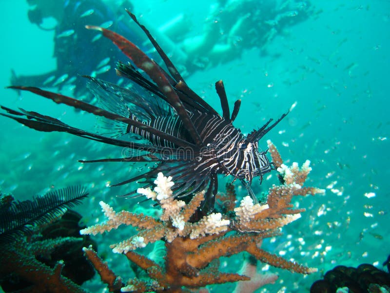 Lion Fish & Divers