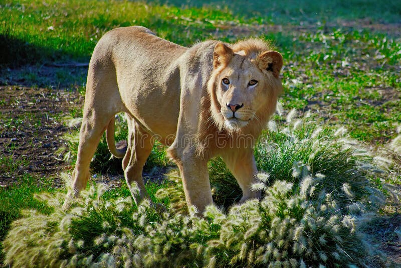 Lion in flowers stock image. Image of blue, curious 178000745