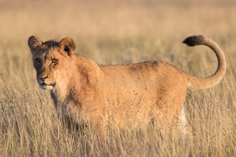 Lion in the grass