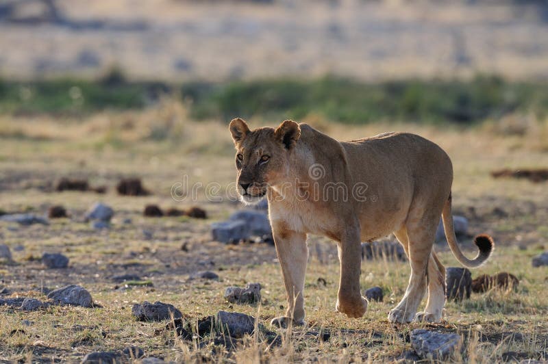 Lion in the grassland , etosha nationalpark, namibia, panthera leo stock images Lion in the grassland , etosha nationalpark, namibia, panthera leo stock images
