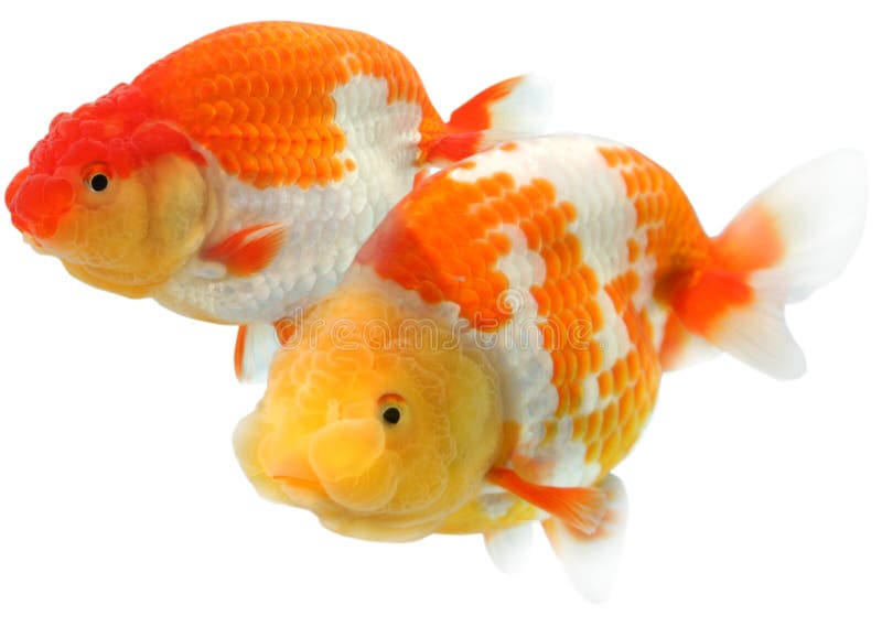 bubble eye goldfish petsmart