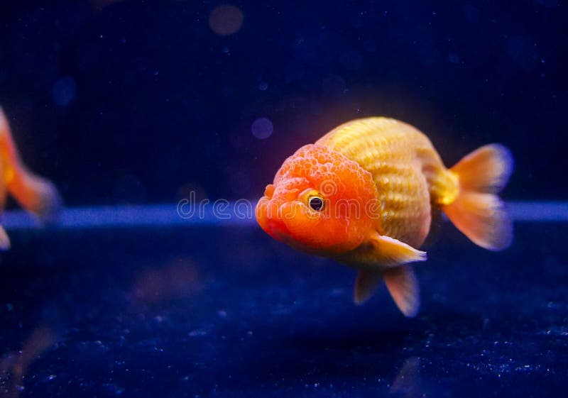 Lion head oranda goldfish in the aquarium stock photo