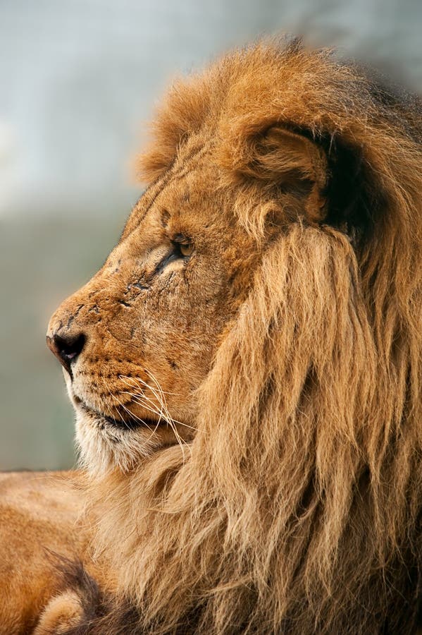 Lion head in profile stock image. Image of dangerous - 13547295