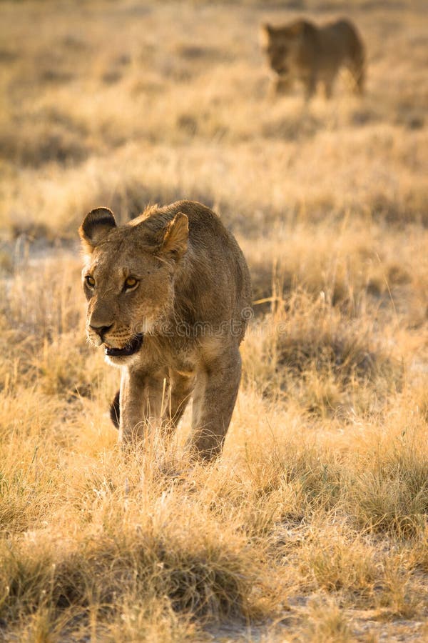 Female Lion Hunting stock photo. Image of serengeti, hunting 1215826