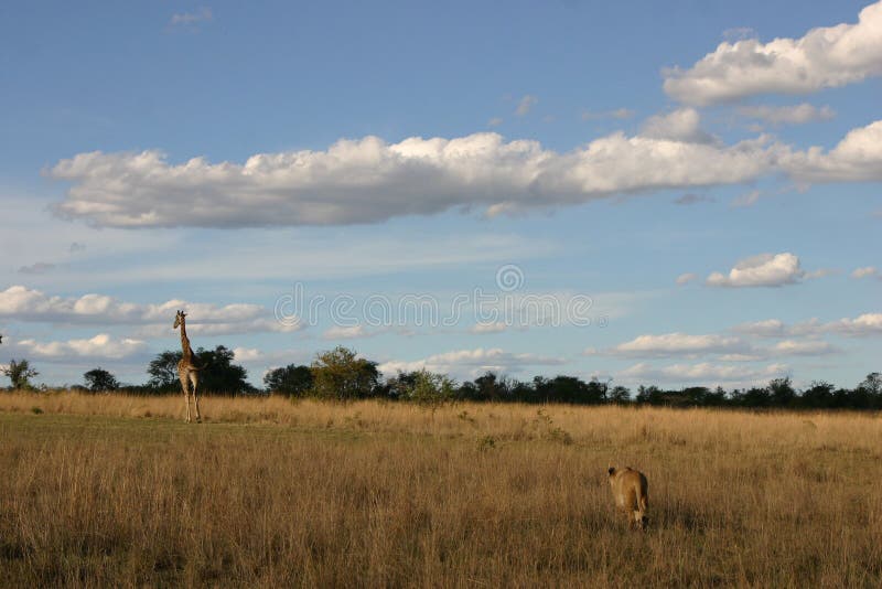 Lion Hunting Giraffe Picture. Image: 5270009