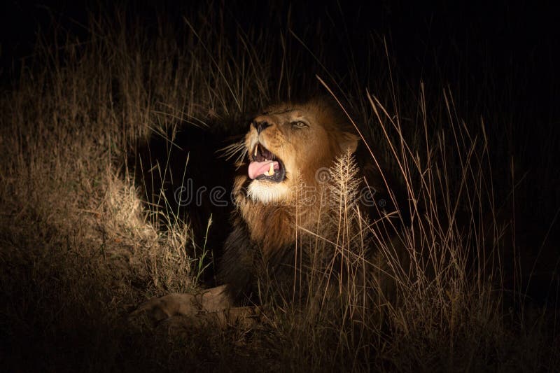 Lion i busken på natten royaltyfri fotografi Lion i busken på natten royaltyfri fotografi