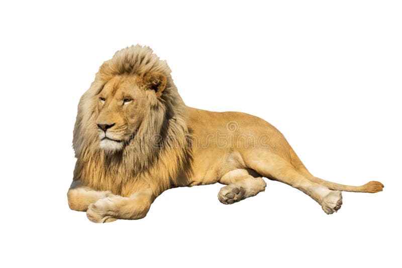 8year Old Panthera Lion Isolated On White Background Stock Photo Download Image Now iStock