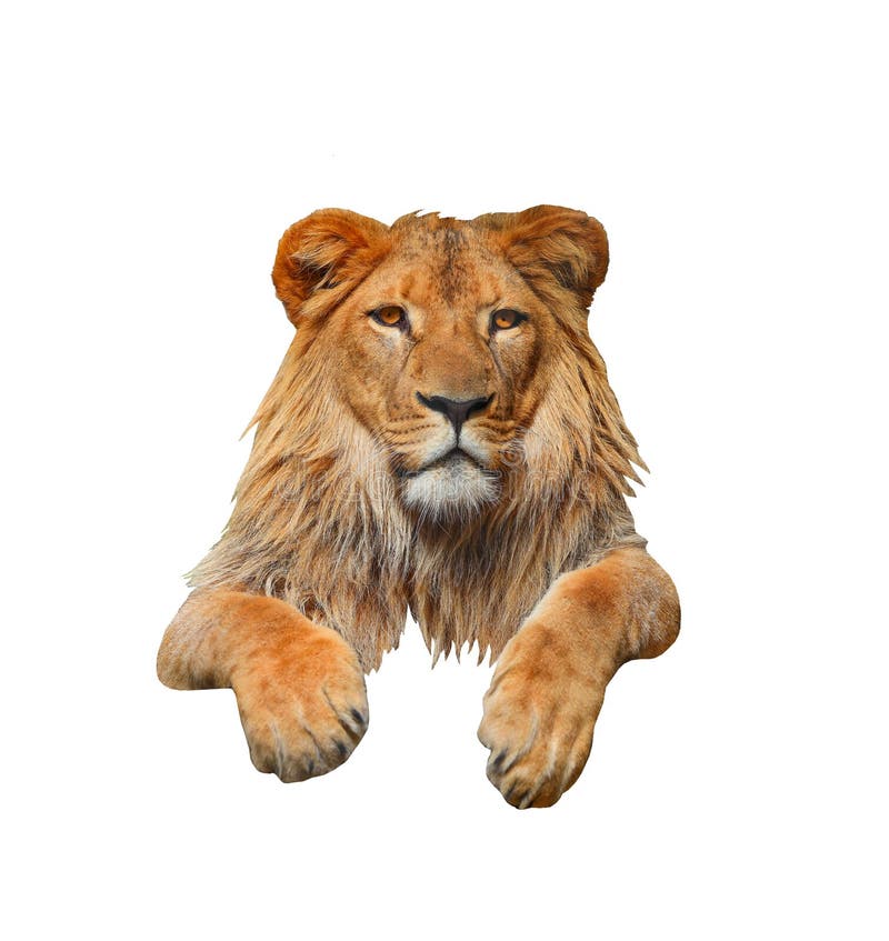 Lion Isolated on White Background Stock Photo - Image of fauna, mammal:  239712230