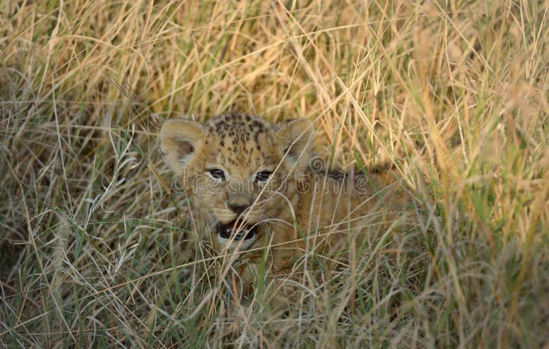 Lion kid stock image. Image of cute, lion, animal, young - 26753461