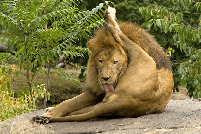 LIon King stock photos