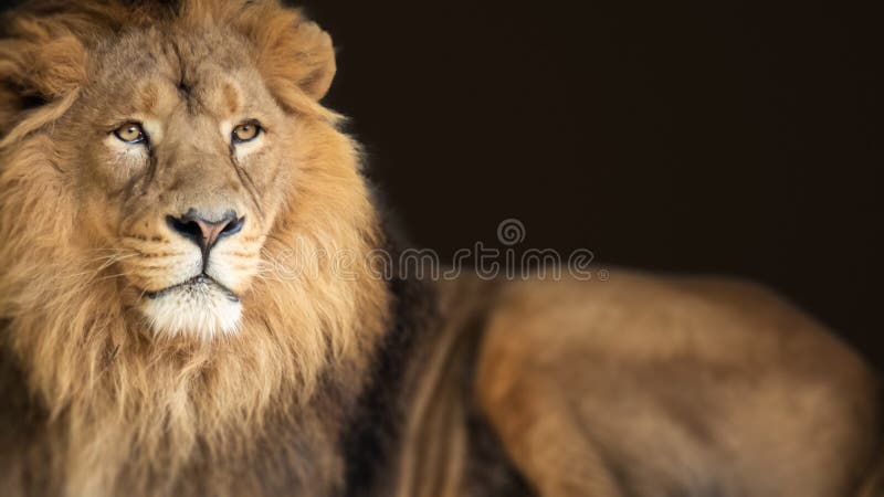 Lion King Animal Background Banner Stock Image - Image of brown, rest:  160437301