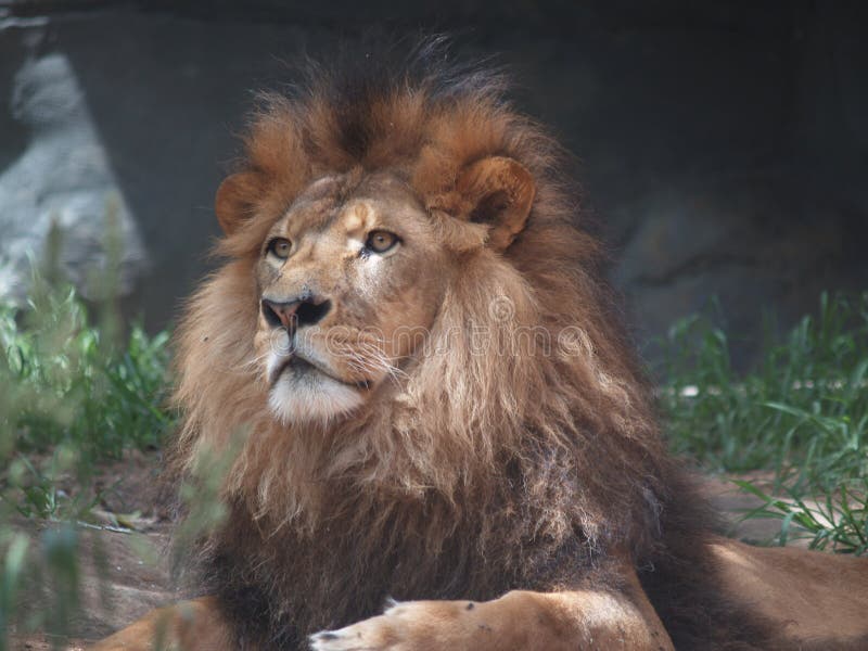 download lion king in the jungle download lion king in the jungle